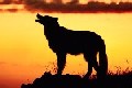 Wolfen's Avatar